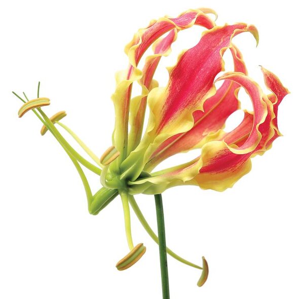Fototapet - Flori (254x184 cm)