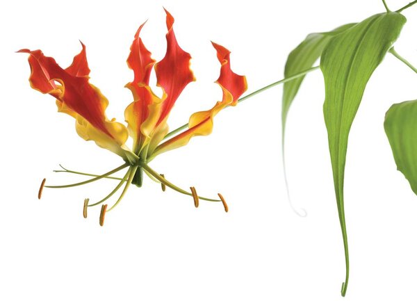 Fototapet - Flori (152,5x104 cm)