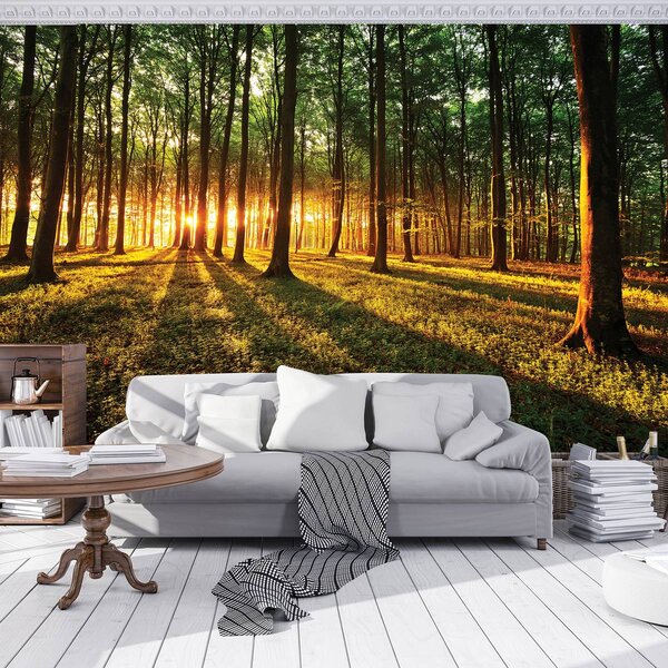 Fototapet - Razele prin pădure (152,5x104 cm)