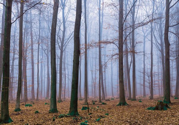 Fototapet - Pădure (254x184 cm)