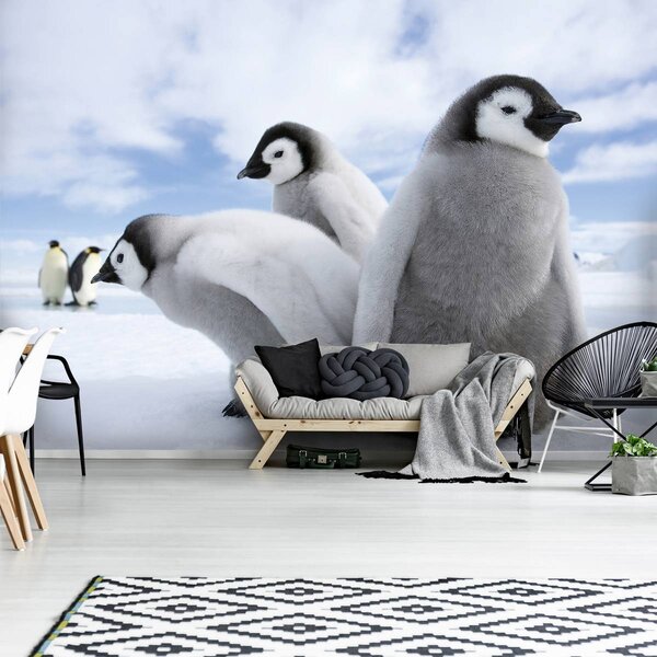 Fototapet - Pinguini (254x184 cm)