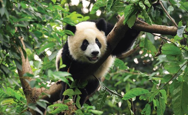 Fototapet - Panda (152,5x104 cm)