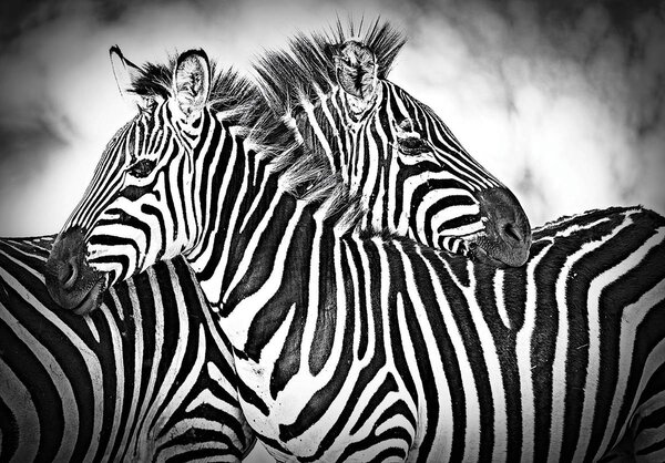 Fototapet - Zebra (152,5x104 cm)