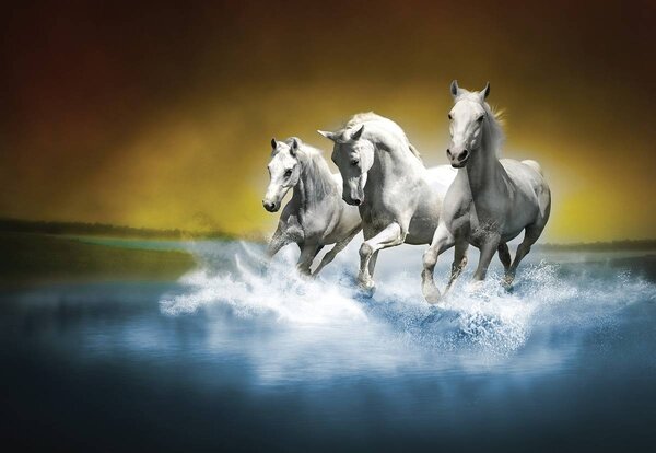 Fototapet - Calul alb în galop pe apă (254x184 cm)