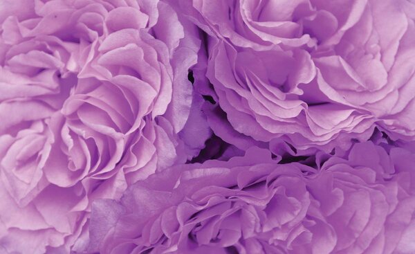 Fototapet - Flori (152,5x104 cm)