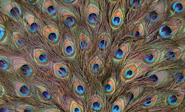 Fototapet - Păun (152,5x104 cm)