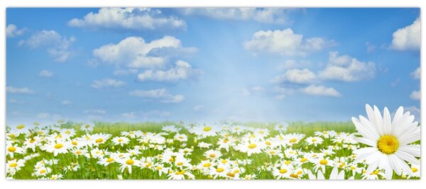 Tablou cu luncă înflorită cu margarete (120x50 cm)