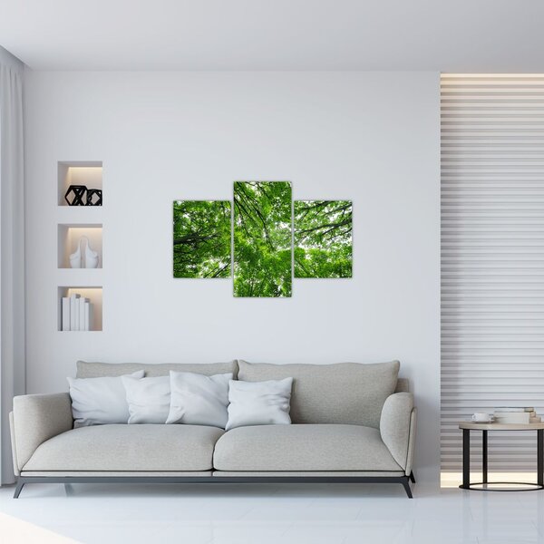 Tablou - privire în coroanele pomilor (90x60 cm)