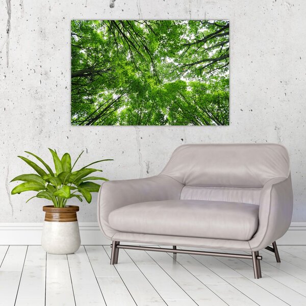 Tablou - privire în coroanele pomilor (90x60 cm)