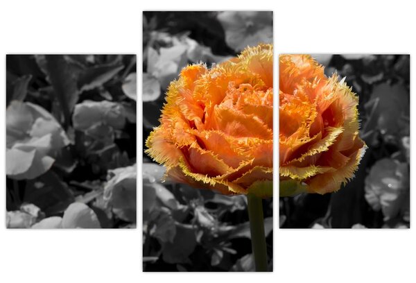 Tablou cu floare (90x60 cm)