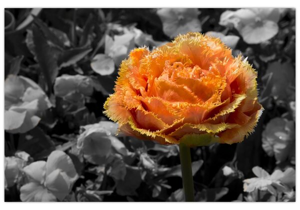 Tablou cu floare (90x60 cm)