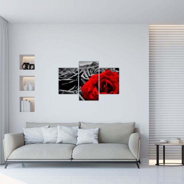 Tablou - Flori de trandafir (90x60 cm)