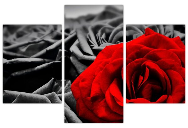 Tablou - Flori de trandafir (90x60 cm)