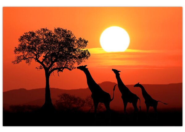 Tablou cu girafe în apus de soare (90x60 cm)