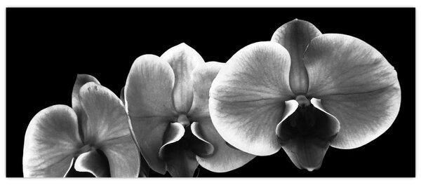 Tablou floare de orhidee (120x50 cm)