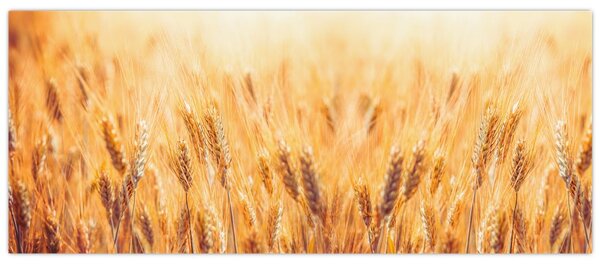 Tablou - câmp cu grâne (120x50 cm)