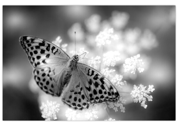Tablou - Detailu cu fluture care polenizează floare (90x60 cm)