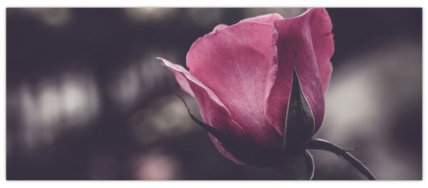 Tablou - Detaliu florii de trandafir (120x50 cm)