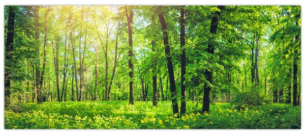 Tablou - Pădurea cu frunze de primăvară (120x50 cm)