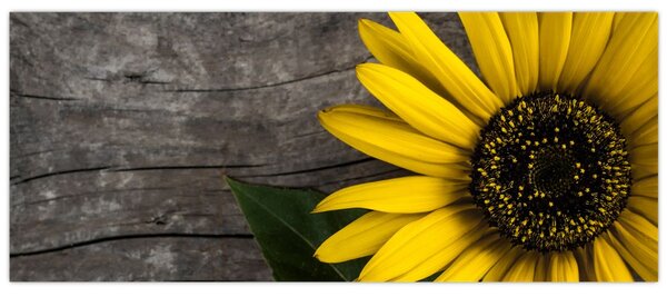 Tablou - Floare de floarea soarelui (120x50 cm)