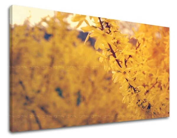 Tablouri canvas FLORI KV050E11