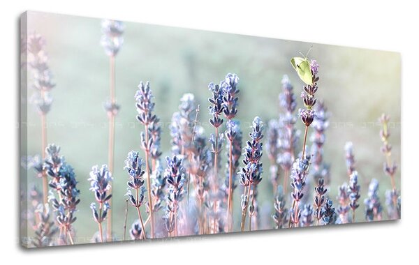 Tablouri canvas FLORI Panorama KV077E13