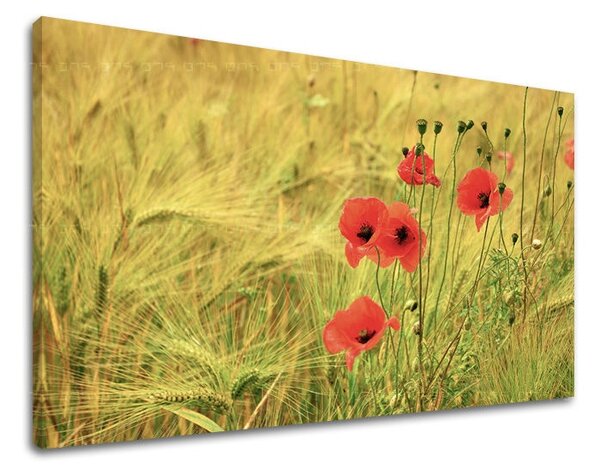 Tablouri canvas FLORI KV080E11