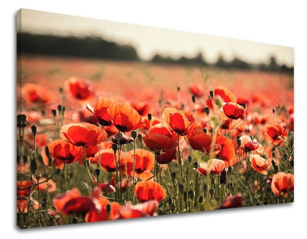 Tablouri canvas FLORI KV097E11