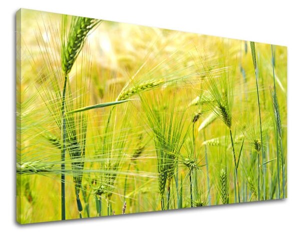 Tablouri canvas PLANTE RA003E11