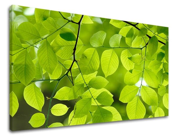 Tablouri canvas PLANTE RA016E11