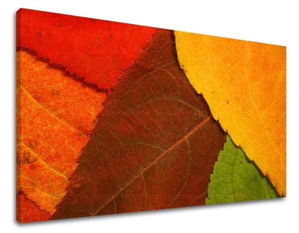 Tablouri canvas PLANTE RA012E11