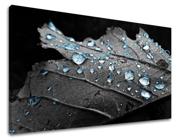 Tablouri canvas PLANTE RA006E11