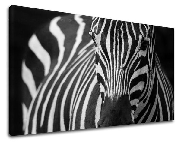 Tablouri canvas ANIMALE ZV044E11