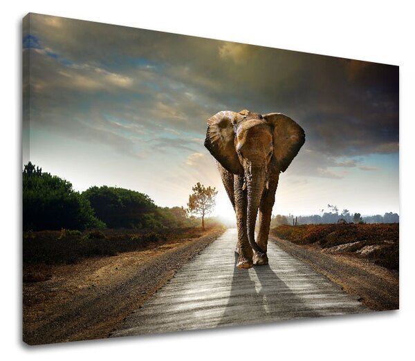 Tablouri canvas ANIMALELE_046 - 11