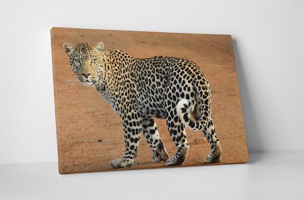 Tablou canvas : Leopard