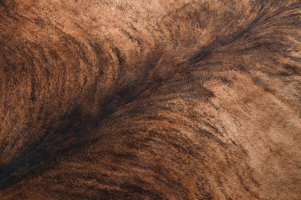 Covor Artificial Cowhide, Vaca G5067-3 Piele maro