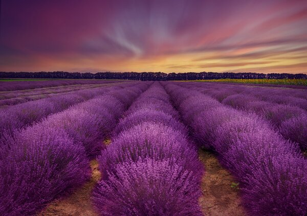 Fotografie de artă Lavender field, Nikki Georgieva V, (40 x 26.7 cm)