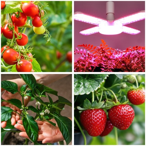 Bec LED pentru creșterea plantelor Brilagi VITABLOOM E27/40W/230V 1200K