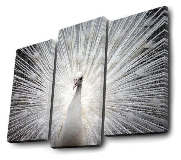 Tablou Canvas cu Led Paun, Multicolor, 66x45 cm