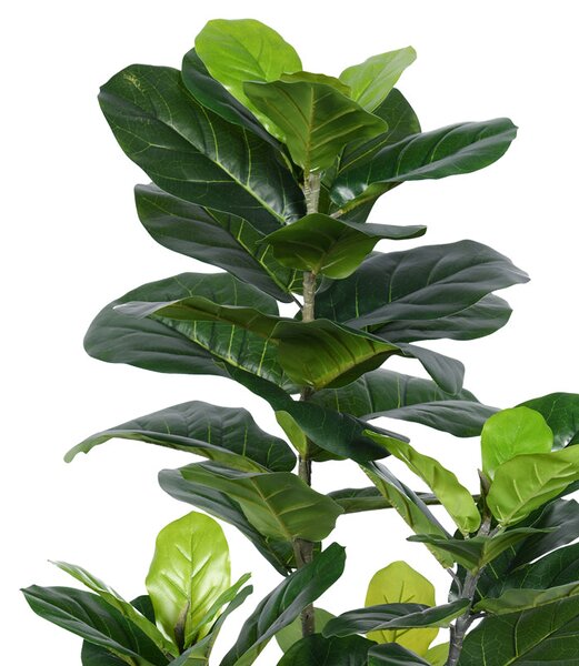 Planta decorativa Fiddleheadghiveci, verde, H120cm