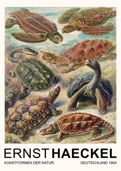Artă imprimată Chelonia–Schildkröten / Turtles (Vintage Academia) - Ernst Haeckel, (30 x 40 cm)
