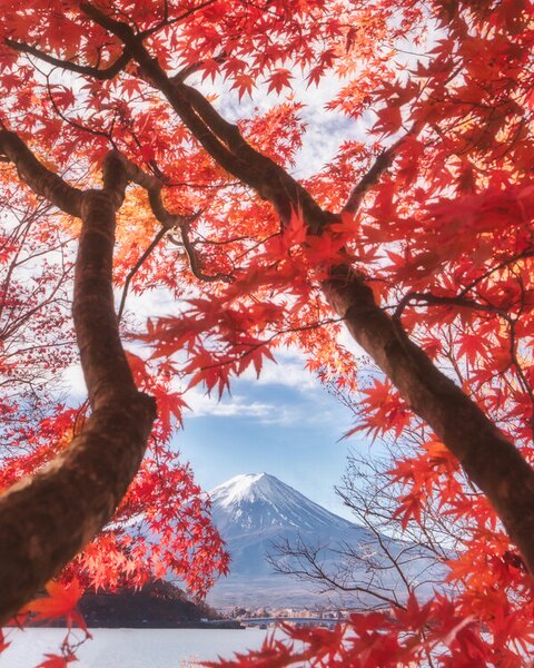 Fotografie de artă Mt.fuji is in the autumn leaves, Makiko Samejima