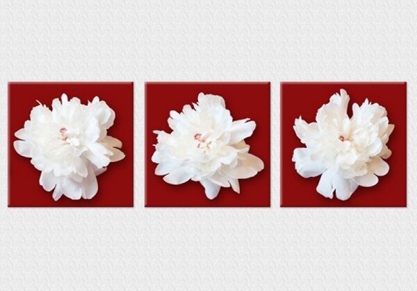 Set tablou fosforescent Bujori albi