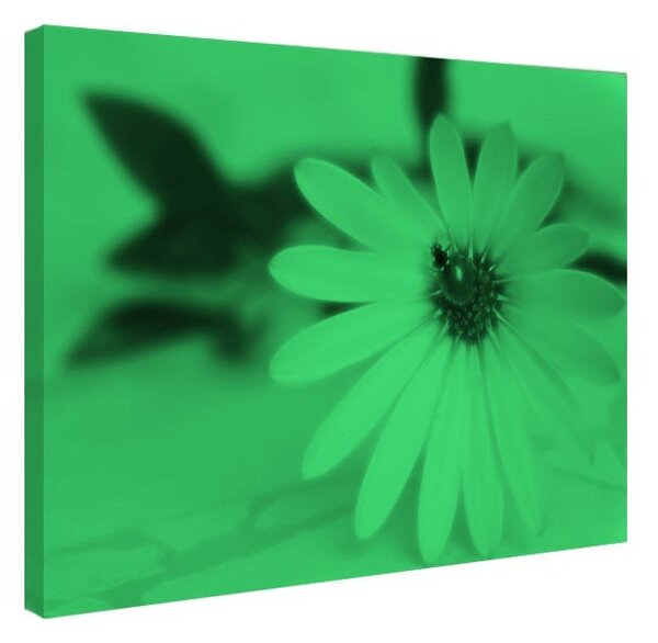 Tablou fosforescent Buburuza