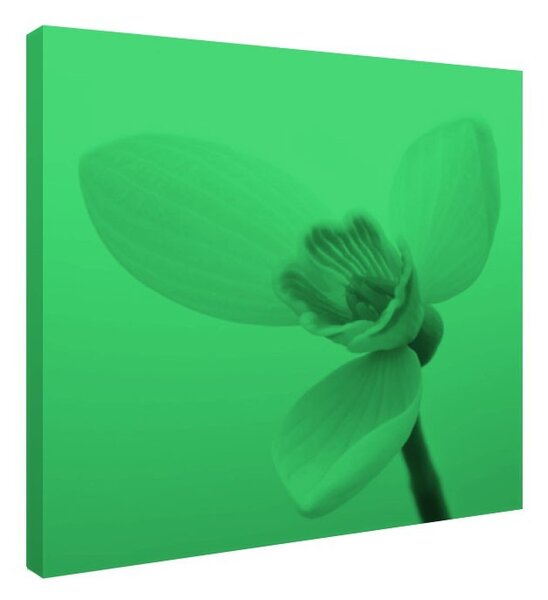 Tablou fosforescent Ghiocel
