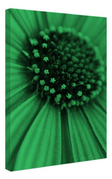 Tablou fosforescent Margareta roz