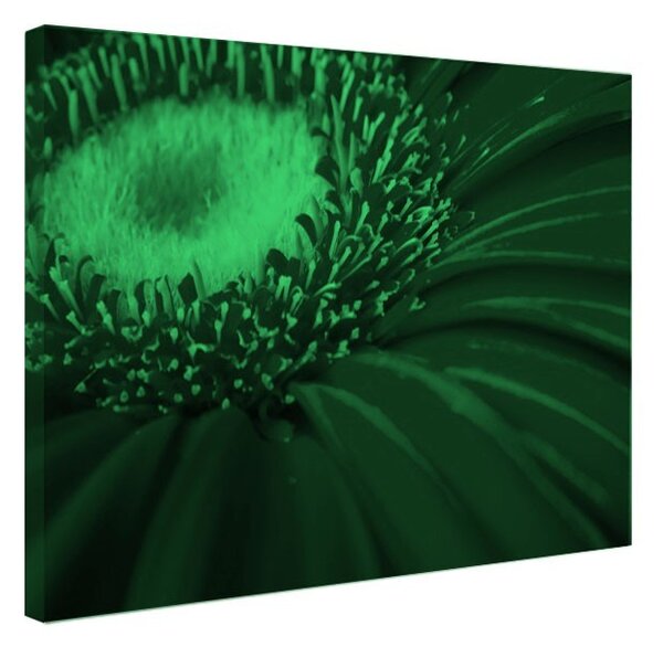 Tablou fosforescent Gerbera rosie