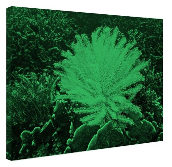 Tablou fosforescent Crin de mare galben