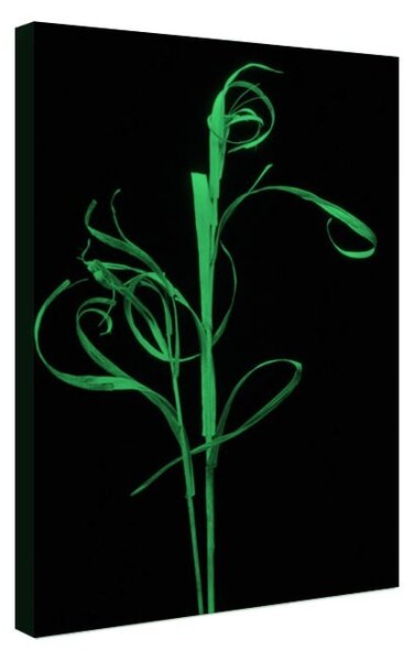Tablou fosforescent Spic