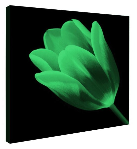 Tablou fosforescent﻿ Lalea rosie